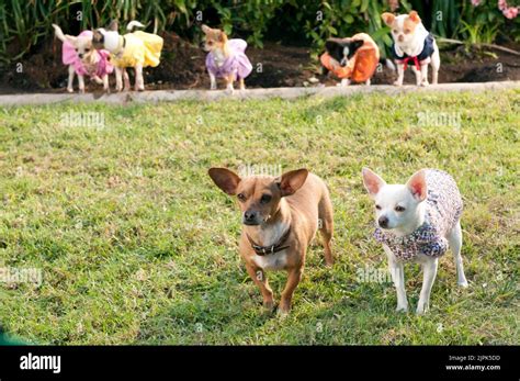 Papi jr immagini e fotografie stock ad alta risoluzione - Alamy