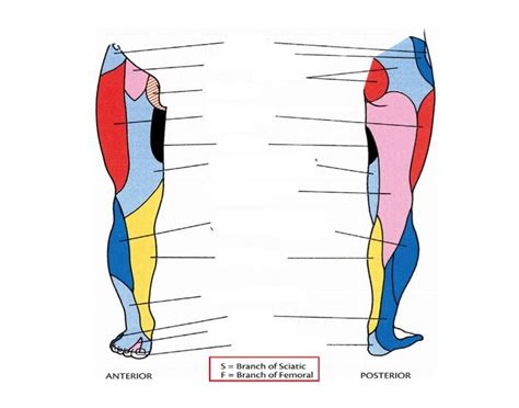 Leg Dermatome Map | Dermatome Map