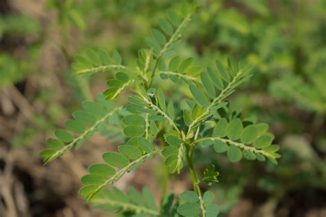 Phyllanthus niruri L. · West African Plants