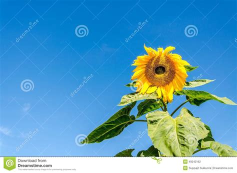 Sunflower Field Over Cloudy Blue Sky Stock Photo - Image of circle, agriculture: 49242162