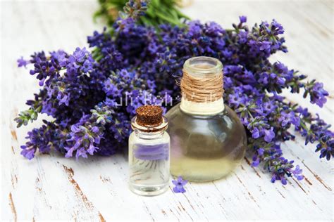 Organic Fine Lavender Essential Oil - Best Prices and Quality from No. VA