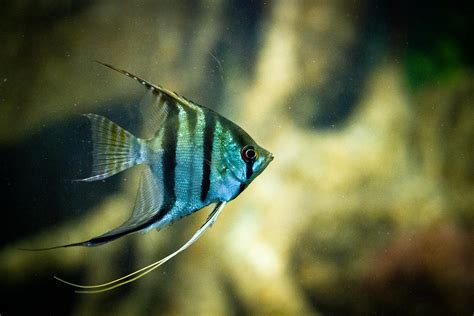 Freshwater Angelfish Care Guide - Water Conditions, Diet, Tank Mates ...