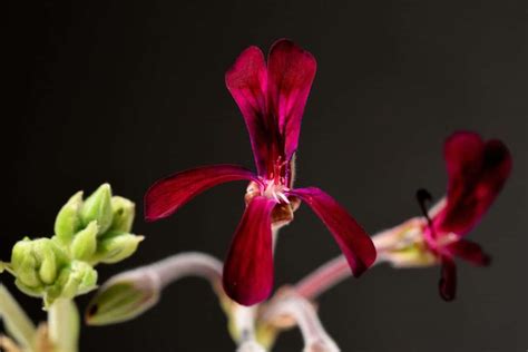 Pelargonium Sidoides: Benefits, Side Effects, And More- HealthifyMe