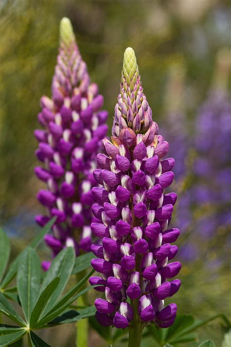 Purple Lupine Photograph by Lindley Johnson - Fine Art America