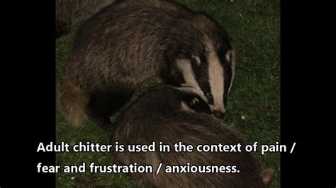 Badger Chittering Sounds from 28th April 2018 - YouTube