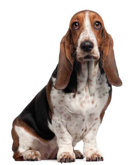 Basset Hound Names As Unique As This Dog | Hound puppies, Basset hound ...