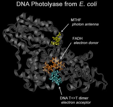 DNA Repair: Photolyase