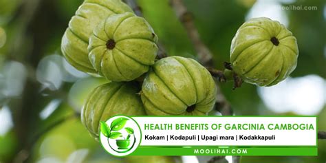 14 Proven Health Benefits of of GARCINIA CAMBOGIA [Kadampuli]