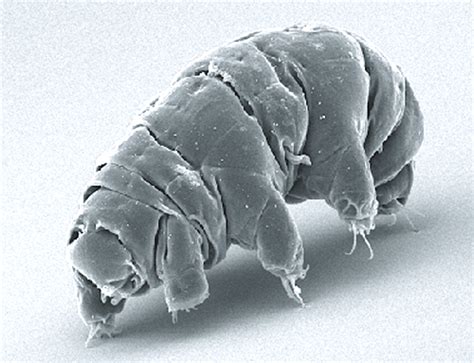 10 Facts about Tardigrades | Facts of World