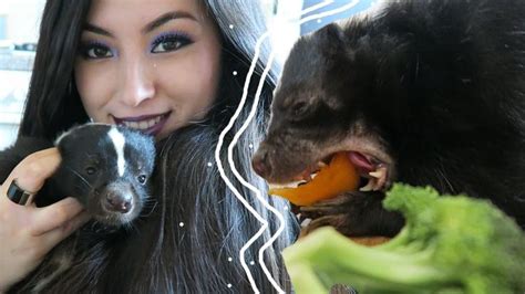 Skunk Diet | Feeding Your Pet Skunk | Pet Care | Skunk pet, Pet care, Pets