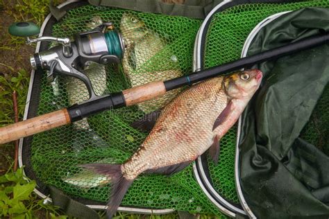 Big Freshwater Common Bream Fish and Fishing Rod with Reel on Green ...