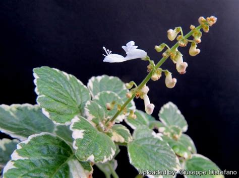 Plectranthus coleoides f. variegata