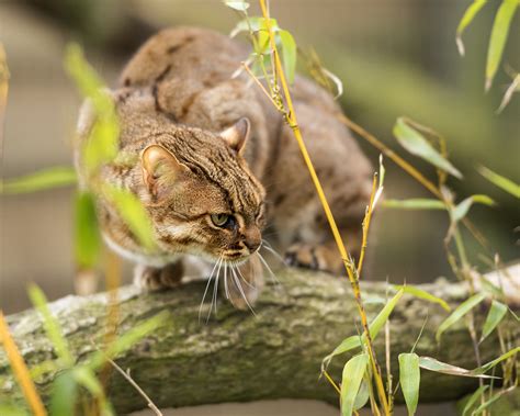 What’s the world’s largest cat? - Discover Wildlife