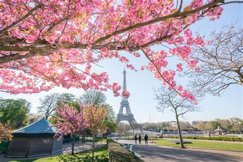 Cherry Blossoms in Paris: When and Where to Find Them - Me & My Travel Bugs