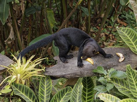 Definitive Guide To Tayra Facts, Habitat, Conservation Status, Zoo ...