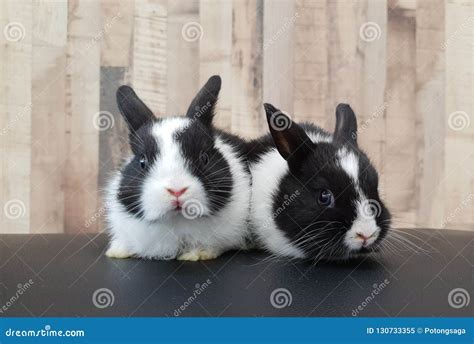 Baby Of Netherland Dwarf Rabbit Royalty-Free Stock Photo ...