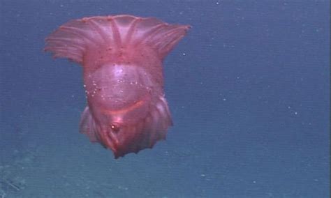 Strange "Headless Chicken Monster" Spotted in the Deep Sea