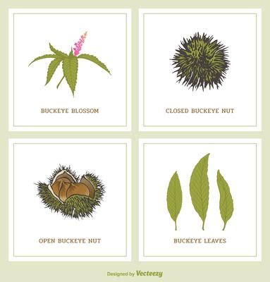 Buckeye Leaf Vector Art, Icons, and Graphics for Free Download