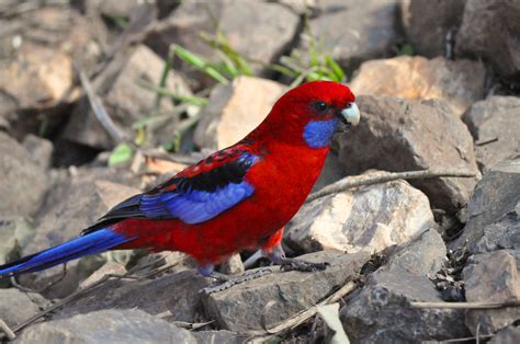 Crimson Rosella Free Stock Photo - Public Domain Pictures