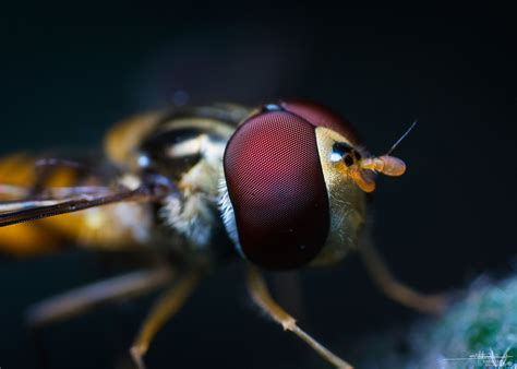 High Magnification Macro Photography on a Budget