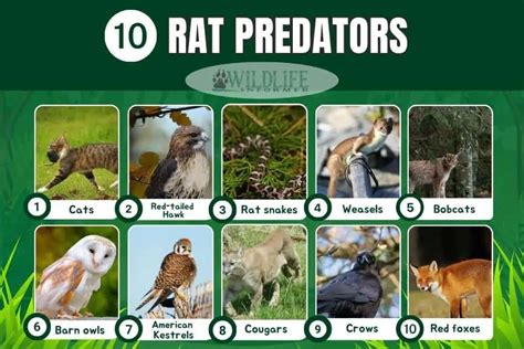 10 Examples of Rat Predators - Wildlife Informer