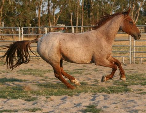 63 best images about Strawberry Roan Horses on Pinterest | Arabian horses, Wild mustangs and Ponies