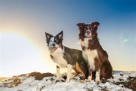 15 Best Dog Breeds for Hiking Buddies - Page 15 of 16 - OutwardOn.com