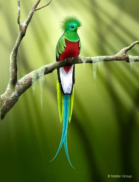 Quetzal3 | Wild birds photography, Beautiful birds, Birds photography ...