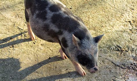 Wild Pig Razorback Hog Stock Photos, Pictures & Royalty-Free Images ...