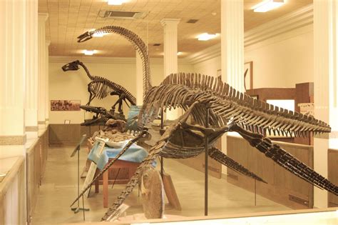 Картинки по запросу plesiosaur skeleton | Картинки, Палео