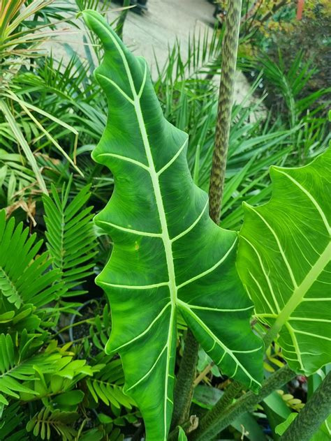 Alocasia zebrina 'Sarian' Elephant Ears 12" Pot - Hello Hello Plants