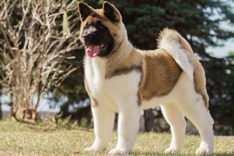 13 Dogs With Curly Tails – American Kennel Club