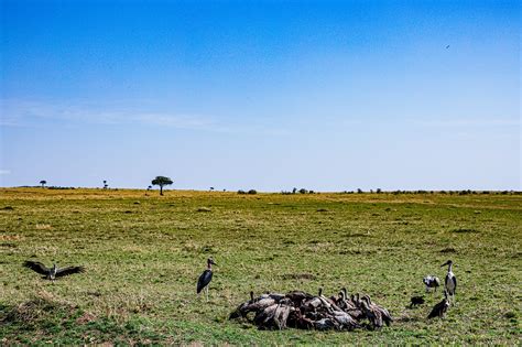 Vultures Birds Prey - Free photo on Pixabay - Pixabay