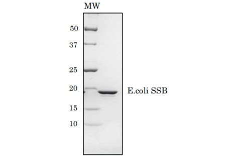 Recombinant E. coli SSB Protein (Functional) (A201) | Antibodies.com