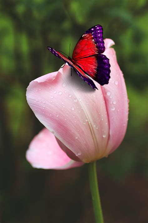 Butterfly Pollination Tulip - Free photo on Pixabay - Pixabay