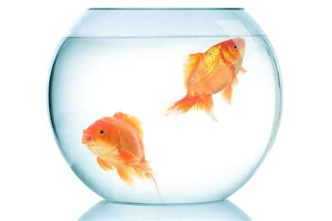 Goldfish Lifespan: How Long Do They Live In Tanks & Bowls?