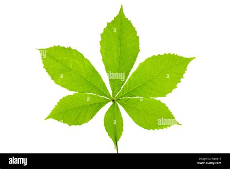 leaf of chestnut tree isolated Stock Photo - Alamy