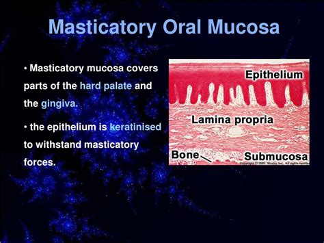 PPT - Introduction to Oral Histology PowerPoint Presentation, free download - ID:6162750