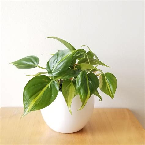 Philodendron Brasil | InteriorPlants.ca