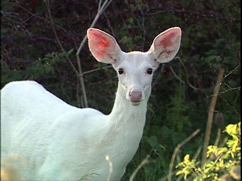 Free photo: White deer - Animal, Antlers, Deer - Free Download - Jooinn