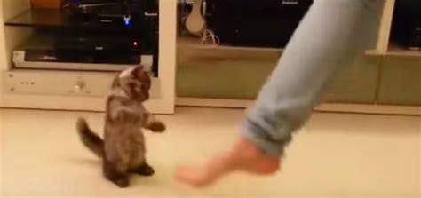 Kitten Learns How to Dance - Modern Cat