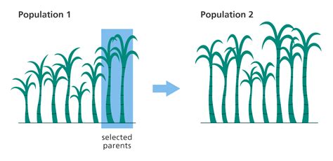 Mastery Check #4 - Genetic Technologies