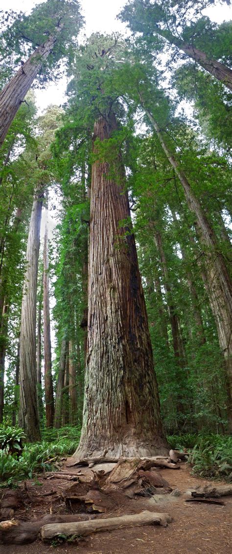 Tall trees: Stout Grove Trail, Jedediah Smith Redwoods State Park ...