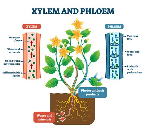 Phloem And Xylem In Plants