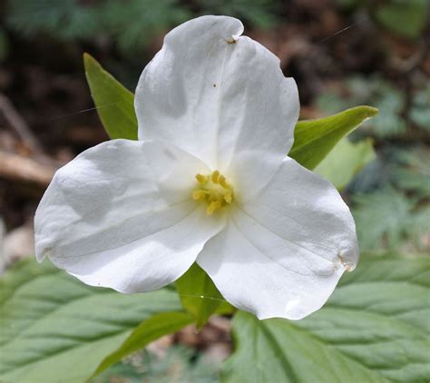 Buy Great White Trillium Wholesale | Trillium Grandiflorum