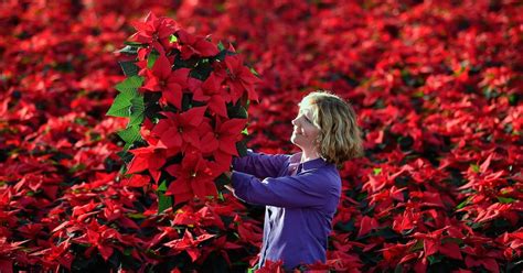 How to Care for Poinsettias, to Keep Them Alive Year-Round