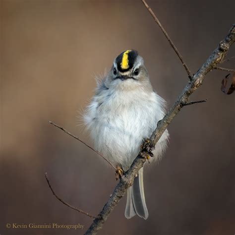 Yellow-crowned Kinglet | I've never seen one before, so this… | Flickr