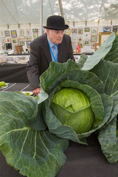 Taunton Flower Show 2019: See the best photos from Friday as thousands visit Vivary Park ...