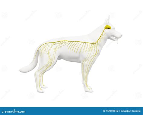 The canine nervous system stock illustration. Illustration of scheme - 157609545