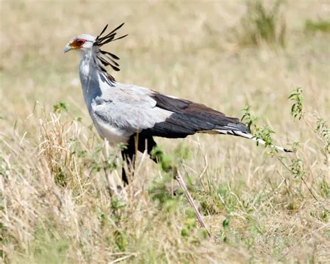 Secretarybird - Facts, Diet, Habitat & Pictures on Animalia.bio